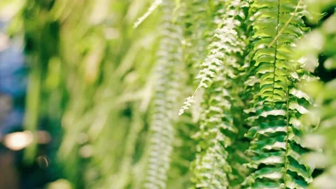 Beautiful green wall Stock Footage 163283622