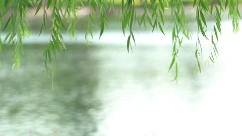 Beautiful, green Weeping Willow tree leaves draping by a river Stock Footage 138550416