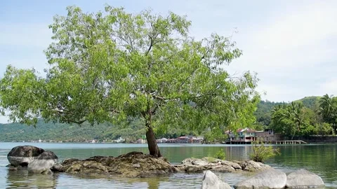 A beautiful green willow tree standing by the calm water Stock Footage 346276520