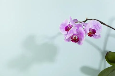 Beautiful green wood background with pink orchid and shadow. Stock Photos