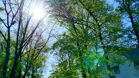 Beautiful green yard with trees around the house Video stock 72950604