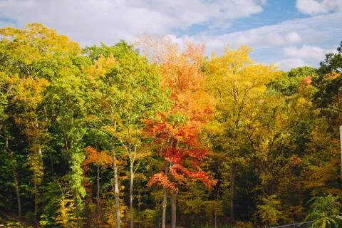 Beautiful greenery of a forest during spring 库存照片