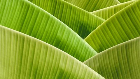 Beautiful greenery pattern background of many green banana leaves Stock Photos