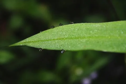 Beautiful greenery Stock Photos