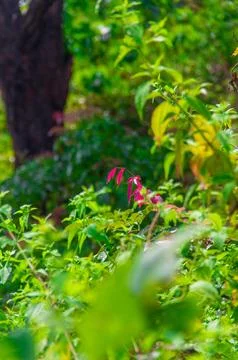 Beautiful greenery plants 스톡 사진