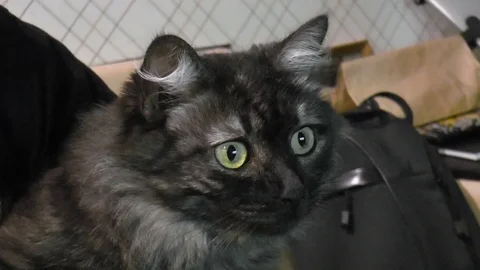 Beautiful grey cat Vídeos de archivo 79852690