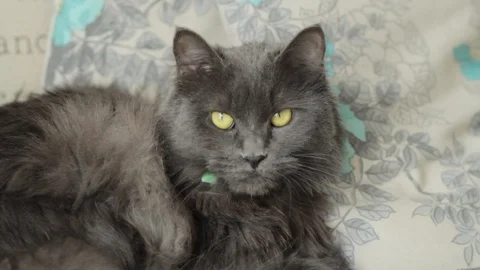 Beautiful grey cat Video stock 86927254