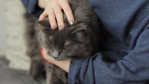 Beautiful grey cat Stock Footage 86927259