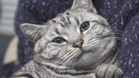 Beautiful grey cat 스톡 동영상 101332505