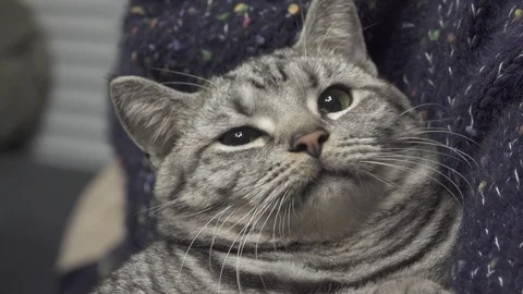 Beautiful grey cat Видео 101333238