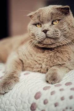 Beautiful grey cat lying on a soft , British Shorthair cat, adorable and funny Stock Photos
