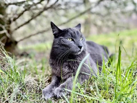 Beautiful grey cat Stock Photos