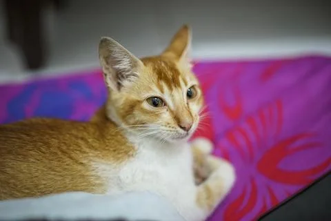 Beautiful grey cat Stock Photos