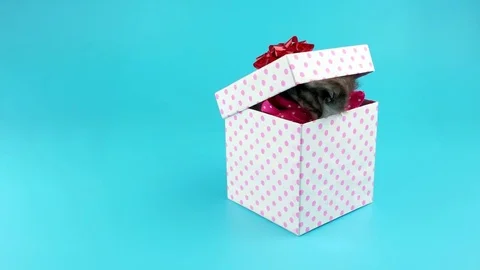 Beautiful grey cat with pink bow, slowly get out form gift box Stock Footage 74227278