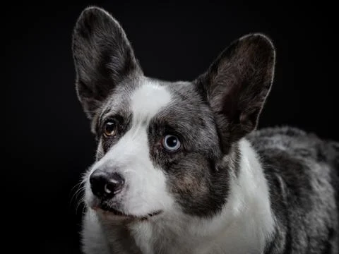 Beautiful grey corgi dog with different colored eyes closeup emotional portra Stock Photos