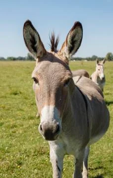 Beautiful grey donkey looking at camera Stock Photos