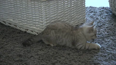 A beautiful grey kitten playing 스톡 동영상 147194574