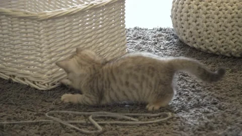 A beautiful grey kitten playing Video stock 147194637