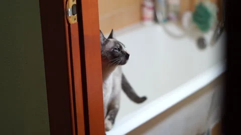 Beautiful grey kitten posing in front of the camera standing at the bath Video stock 169287851