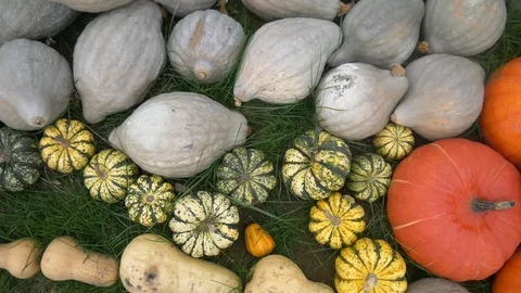 Beautiful Grey Pumpkins Stock Footage 97869267