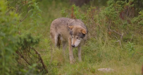 Beautiful grey wolf smells after food in... | Stock Video | Pond5