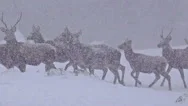 Beautiful Group Of Deer In Wildlife Winter Snow Blizzard Stock Footage