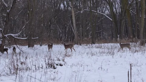 Beautiful group of deer in a winter prairie Stock Footage 327437572