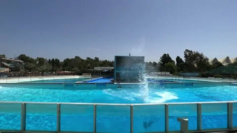Beautiful group of dolphins performing acrobatic jumps in dolphinarium pool Stock Footage 280691709