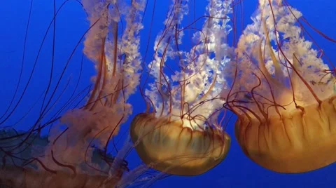 A Beautiful Group of Jellyfish Float Through the Pacific Ocean. Stock Footage 67344587