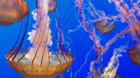 A Beautiful Group of Jellyfish Float Through the Pacific Ocean. Stock Footage 67345001