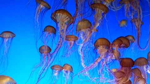 A Beautiful Group of Jellyfish Float Through the Pacific Ocean. Stock Footage 67345924