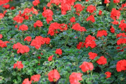 Beautiful group of red Hydrangea or Hortensia flower blossoming in garden, fr Stock Photos