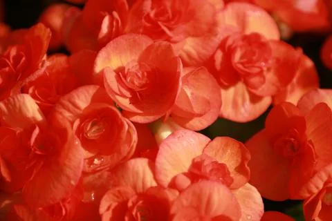 Beautiful group of red Hydrangea or Hortensia flower blossoming, freshness Hy Stock Photos