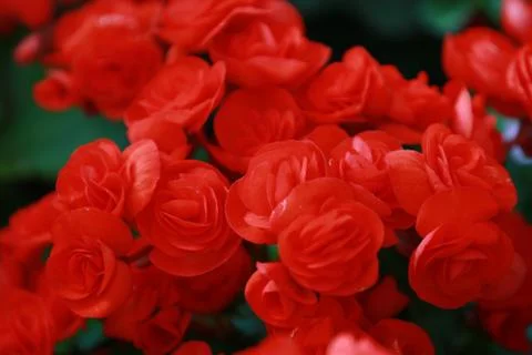 Beautiful group of red Hydrangea or Hortensia flower blossoming, freshness Hy Stock Photos