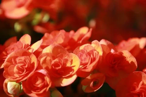 Beautiful group of red Hydrangea or Hortensia flower blossoming, freshness Hy Stock Photos