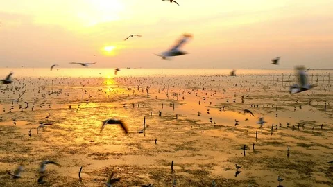 Beautiful group of seagulls flees cold weather to Thailand every year Stock Footage 72246135