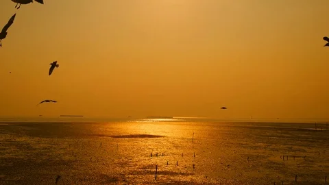 Beautiful group of seagulls at sunset time in Bang Pu Samut Prakan , Thailand Video stock 73068760