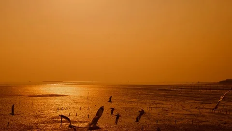 Beautiful group of seagulls at sunset time in Bang Pu Samut Prakan , Thailand Stock-Footage 73069417