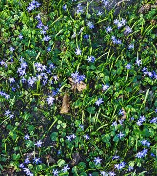 Beautiful group of small blue spring bulbs blooming in the garden soil. Stock Photos