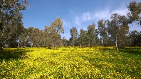 Beautiful grove with eucalyptus Stock Footage 96739969