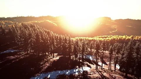 Beautiful grove of trees in the alpine with wildfire smoke at sunset Stock Illustration
