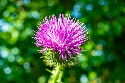 Beautiful growing flower root burdock thistle on background meadow Stock Photos