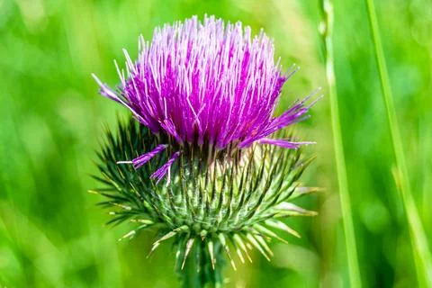 Beautiful growing flower root burdock thistle on background meadow Stock Photos