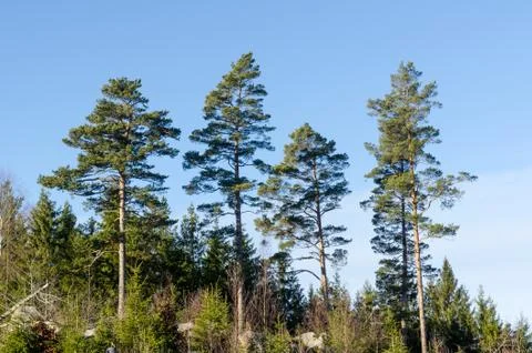 Beautiful growing pine trees Stock Photos