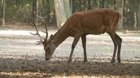 Beautiful Growth Deer sniffs the ground/ searching for food Stock-Footage 144608937