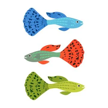 Beautiful guppy fish. vector Stock Illustration