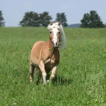 Beautiful haflinger running in freedom while eating grass Stock Photos