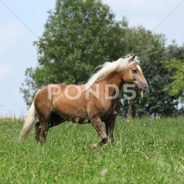 Beautiful haflinger running in freedom while eating grass Stock Photos