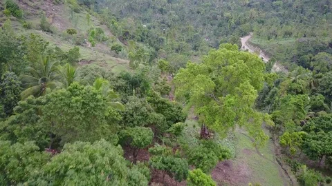 Beautiful Haitian Forest Stock Footage 75460797