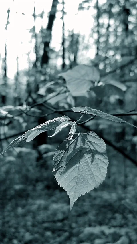 Beautiful half of a fresh young leaf on background of dark trunks and leaves Stock Footage 197400191